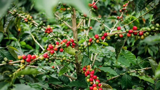 C06_Responsibility_EthicalSourcing